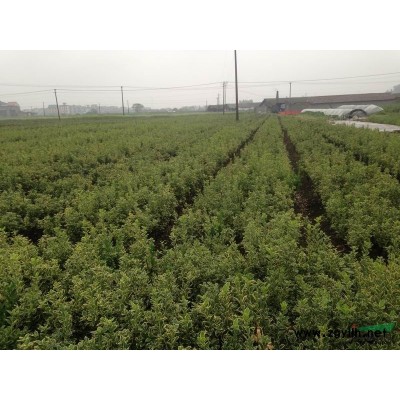大葉黃楊球供應(yīng)/大葉黃楊球圖片