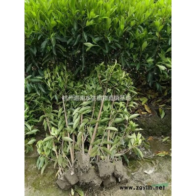 大葉吳風草腎蕨富貴草紫金牛韭蘭石蒜