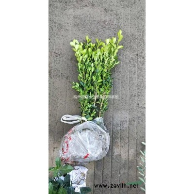 供應粉黛亂子草網紅草