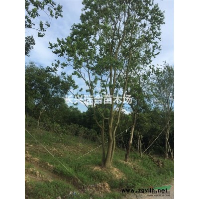 浙江紅梅介紹 浙江紅梅特征/用途