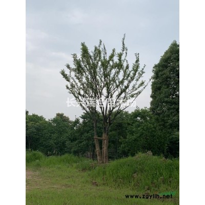 長(zhǎng)興叢生烏桕 浙江叢生烏桕價(jià)格/批發(fā)