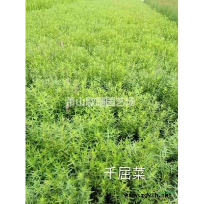 水生植物旱傘草風車草玉帶草供應