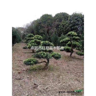 紫玉蘭批發基地丨紅君苗木基地低價批發優質紫玉蘭