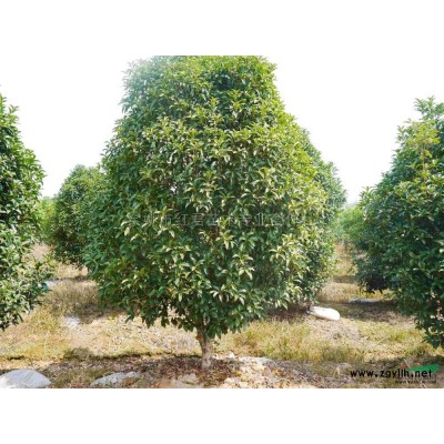 浙江櫻花樹供應商櫻花基地直銷