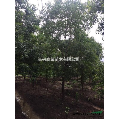 湖州桂花樹，桂花小苗