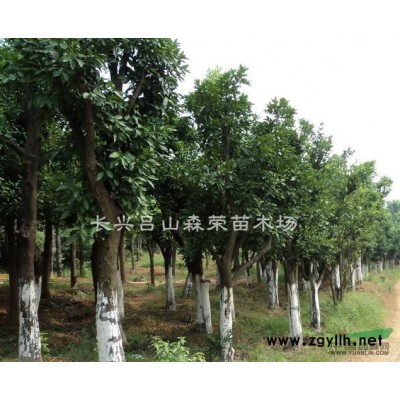 叢生樸樹，樸樹價格