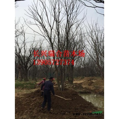 香樟移栽苗 香樟移栽苗價格 浙江精品大香樟移栽苗 浙江香樟價