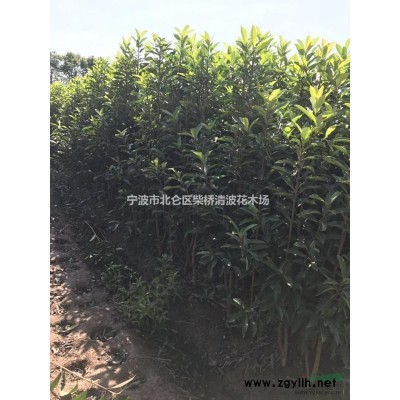 浙江無刺構骨毛球2