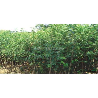 速生紫薇2-4公分5000棵