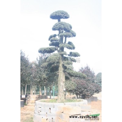 金華紅葉石楠的寓意是什么