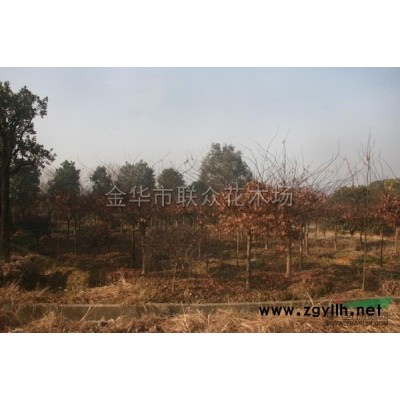 浙江紅葉石楠價格1.3元起/金華紅葉石楠/紅葉石楠球/