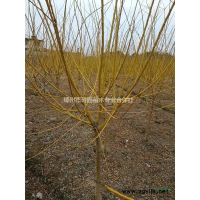 紫薇 速生紫薇 速生紅花紫薇 浙江紫薇 紫薇價格 供應(yīng)紫薇