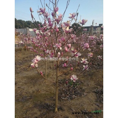 櫻花 櫻花小苗 櫻花價格 供應櫻花 浙江櫻花
