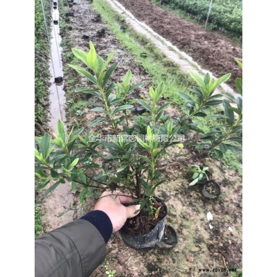 浙江香泡8—30公分/香泡400元起/金華香泡價格/浙江自己苗圃香泡樹價格批發/供應