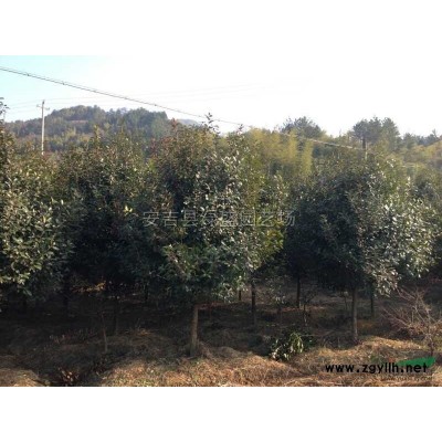 出售15 16公分無患子，浙江無患子，無患子價格
