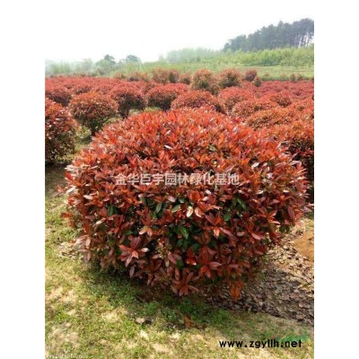 紅葉石楠大杯苗40-60公分供應商