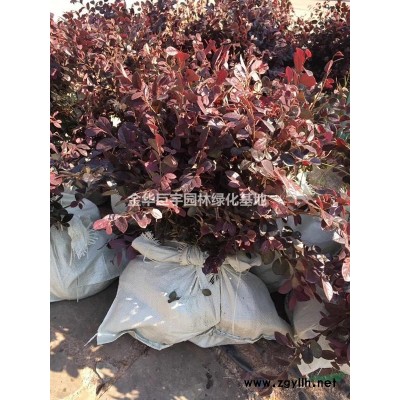 紅葉石楠40-60公分大杯苗
