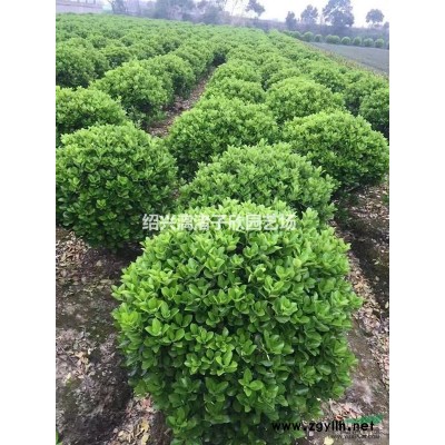 精品美人茶 冠副1.5-1.8米