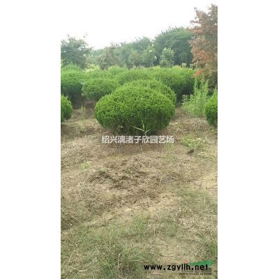 精品大杯無(wú)刺枸骨 高度35厘米冠副30厘米