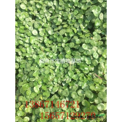 浙江杭州芡實供應，還有各種水生植物
