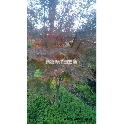 浙江地區(qū)供應(yīng)欒樹(shù)13公分