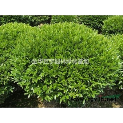 紅花繼木容器苗30-40公分供應商