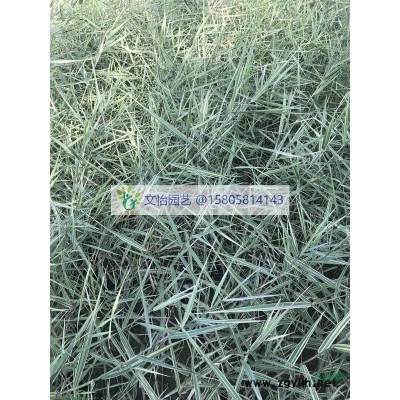 常綠萱草、大花萱草、紅運萱草、金娃娃萱草-產地直銷