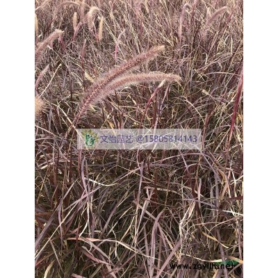 金葉苔草、澇峪苔草、青綠苔草、細葉苔草-品種*