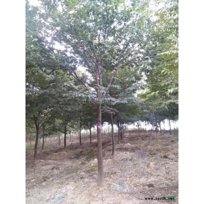 大量供應(yīng)各種規(guī)格楊梅樹！