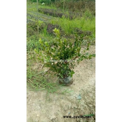 精品茶梅球冠副1.2米