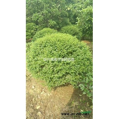 精品茶梅大杯苗