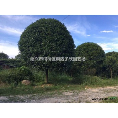 精品紅白玉蘭 地徑 8至15公分