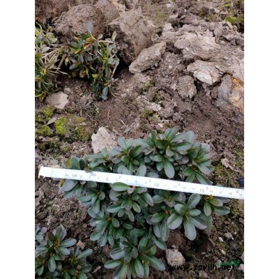精品造型無刺枸骨 層次形狀 適合高檔小區別墅庭院