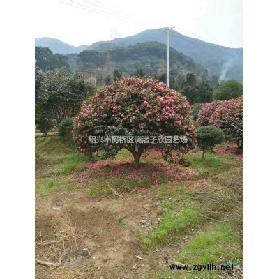 精品大杯毛鵑 高度35厘米 冠副25厘米