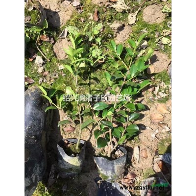 精品小杯毛鵑 高度35厘米
