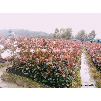 精品大杯紅花繼木 冠副25厘米左右