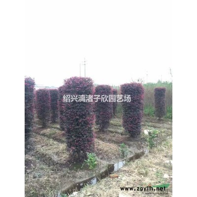 精品小茶花