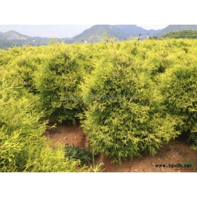 藍色波爾瓦6*新價格/藍色波爾瓦6報價