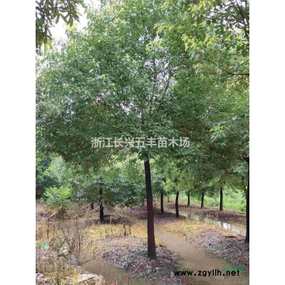供應大香樟10～60