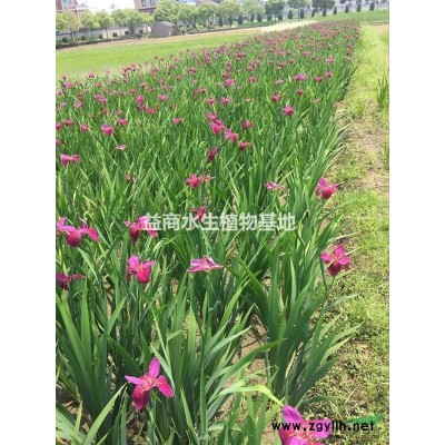 黃花美人蕉杭州黃花美人蕉水生植物黃美人蕉