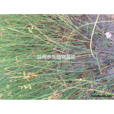 浙江睡蓮供應水生植物