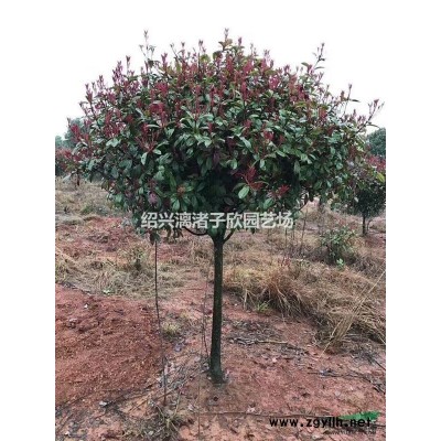 馬家柚