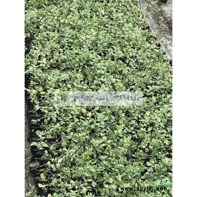 金葉石菖蒲、菖蒲-量大優惠