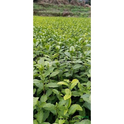 三季紅楓小苗直徑10公分三季紅楓8公分基地直銷
