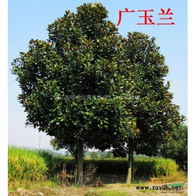 出售，3公分日本紅楓1500棵，還有另外苗木很多