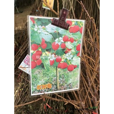 精品紅葉石楠大毛球 冠副40厘米至60厘米