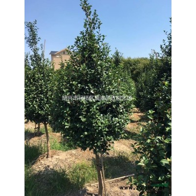 精品茶花高度1.5米冠副50-60厘米