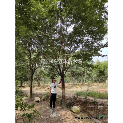 櫸樹基地，櫸樹價格，櫸樹苗圖片\櫸樹基地，櫸樹價格，櫸樹苗報價