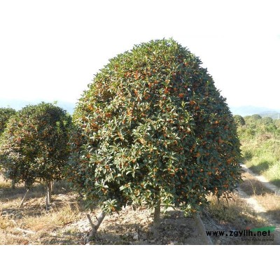 浙江狀元紅桂花開花時10/浙江狀元紅桂花開花時10供應