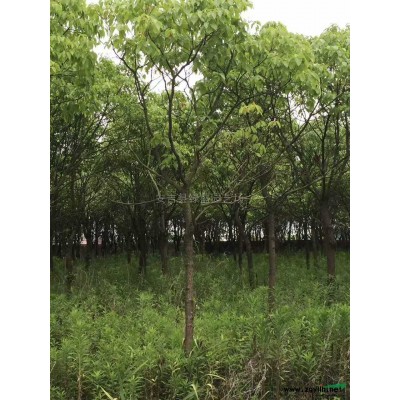 高桿紅葉石楠1行情報價\高桿紅葉石楠1圖片展示
